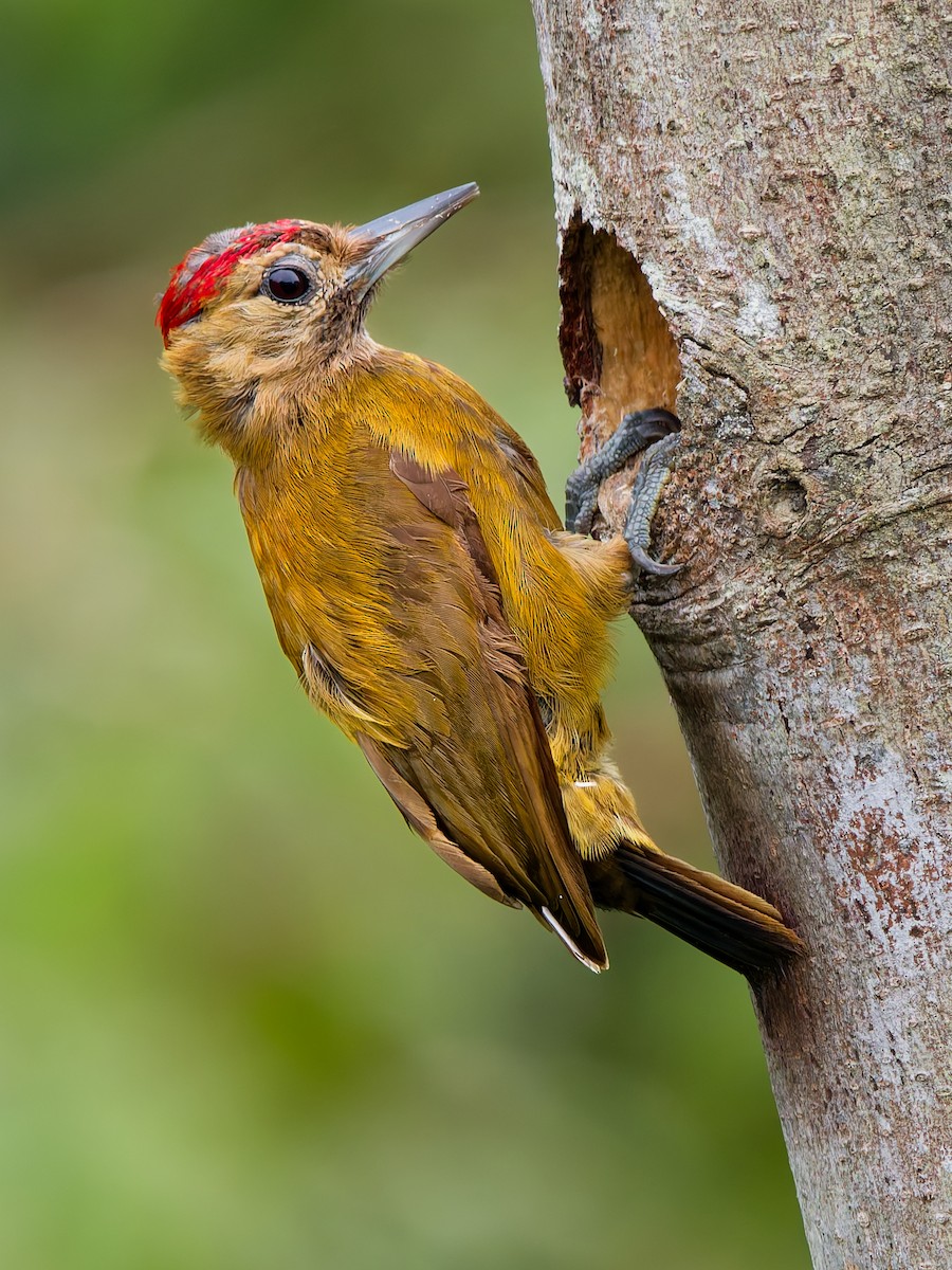 Дзьоган бурий - ML646891558