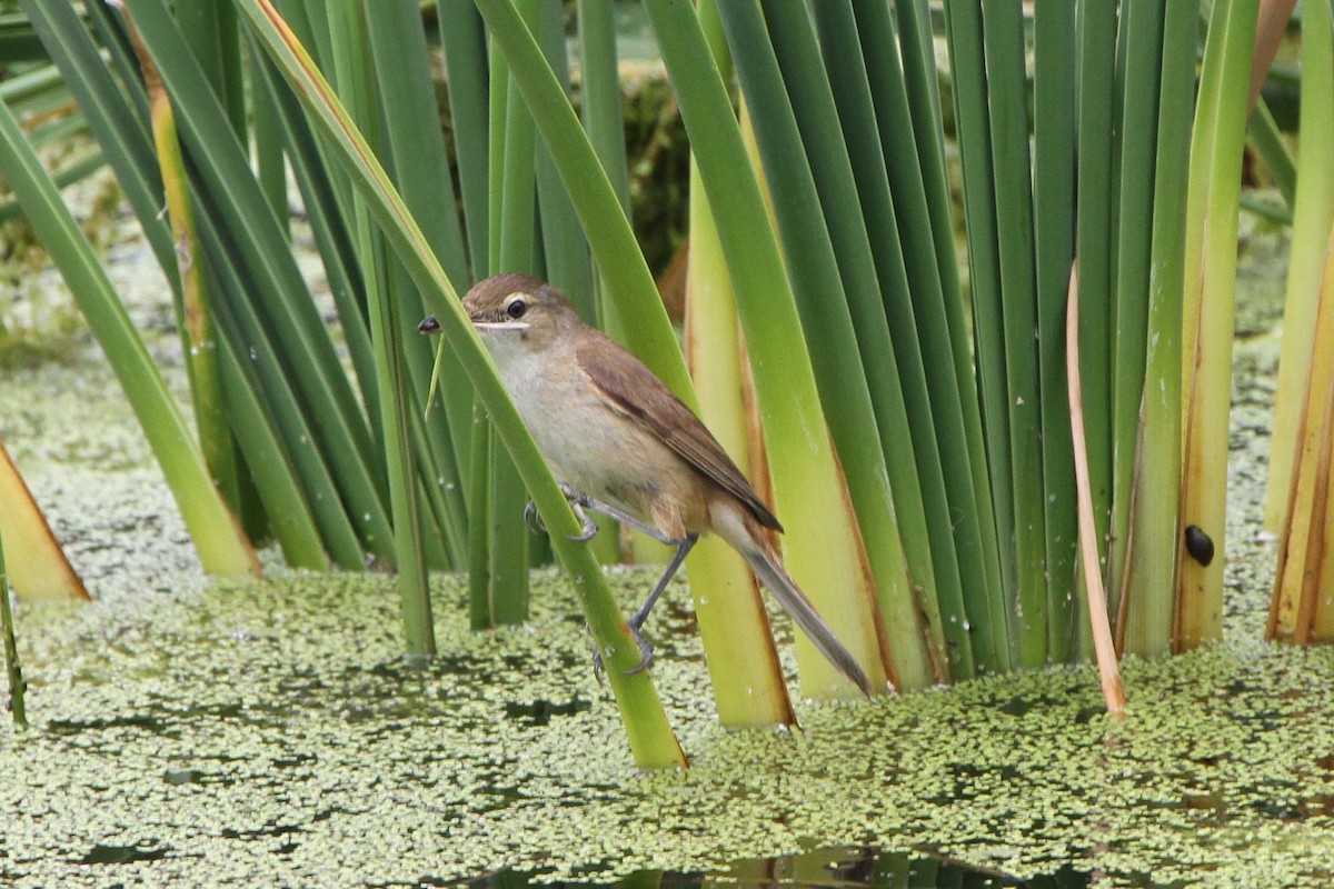 Австралийская камышовка - ML646891562