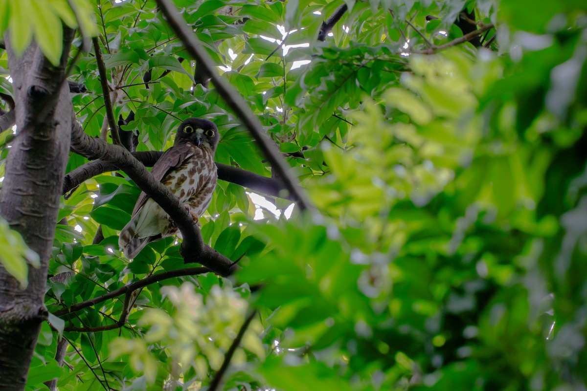 Northern Boobook - ML646891563