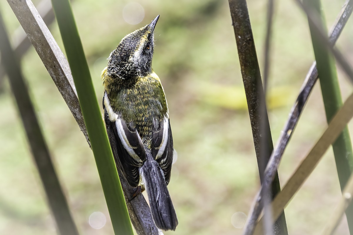 Many-colored Rush Tyrant - ML646891568