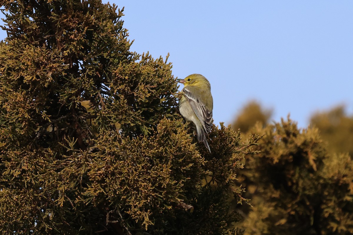 furuparula - ML646891571