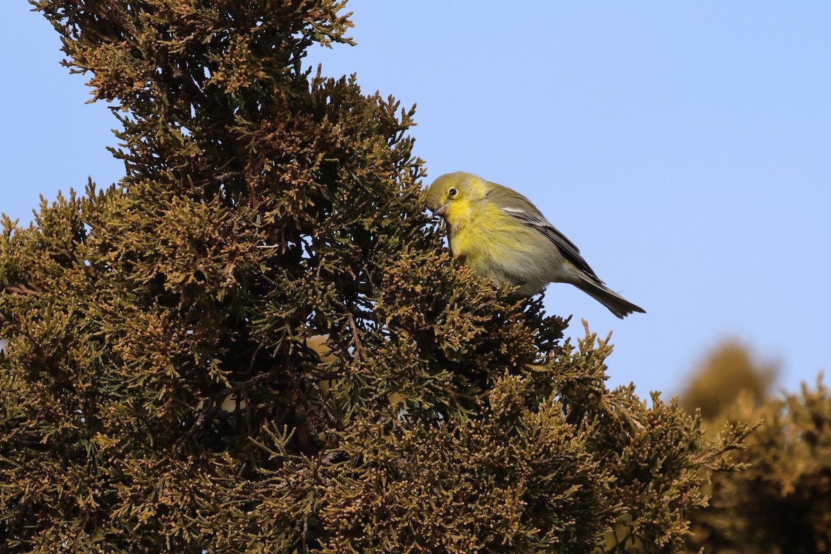 furuparula - ML646891573