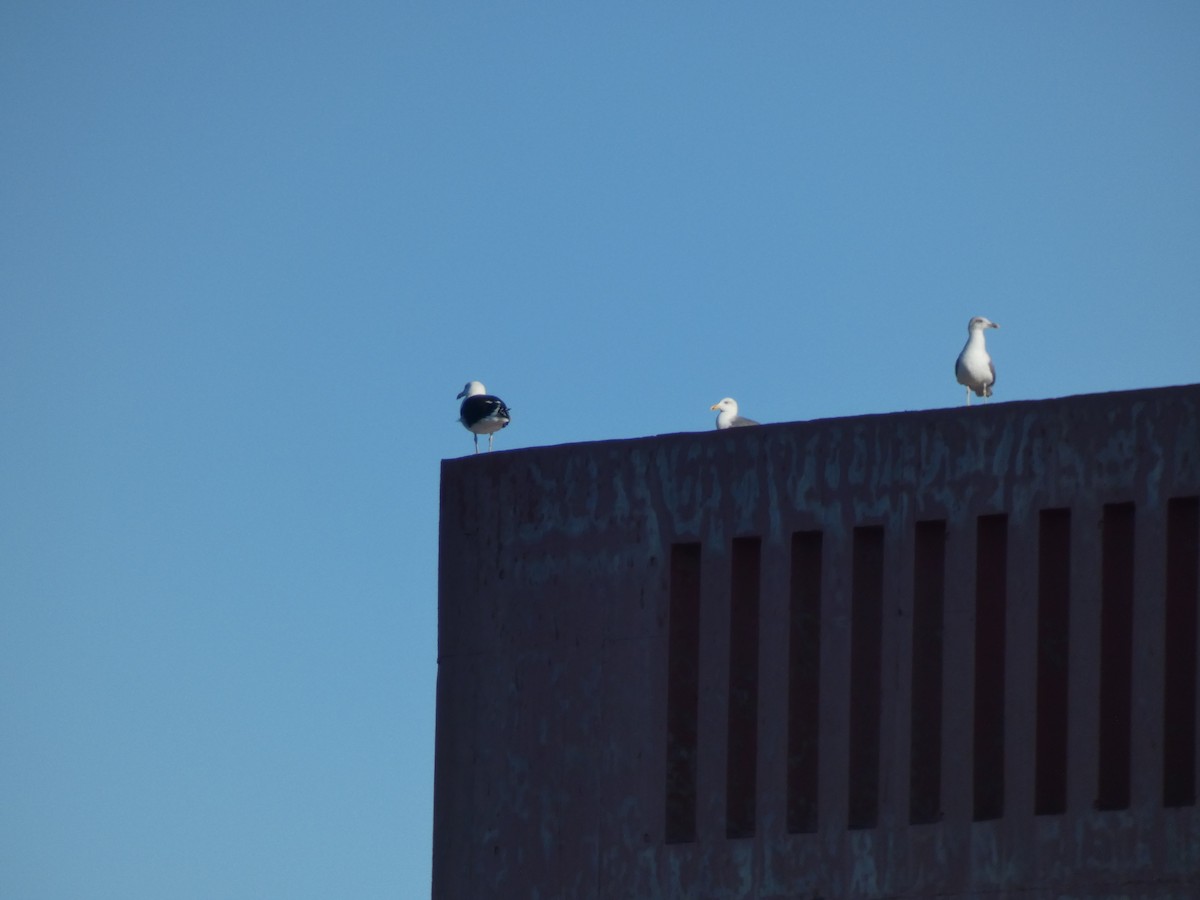 Kelp Gull - ML646891578