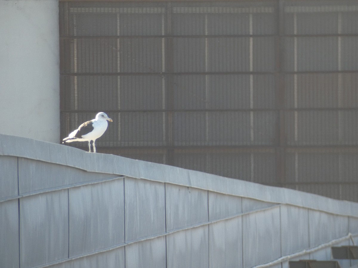 Kelp Gull - ML646891579