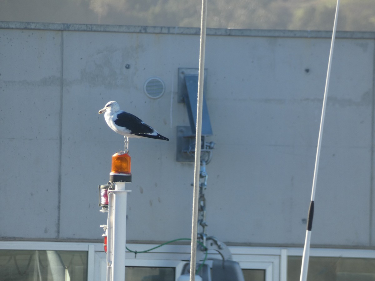 Kelp Gull - ML646891581