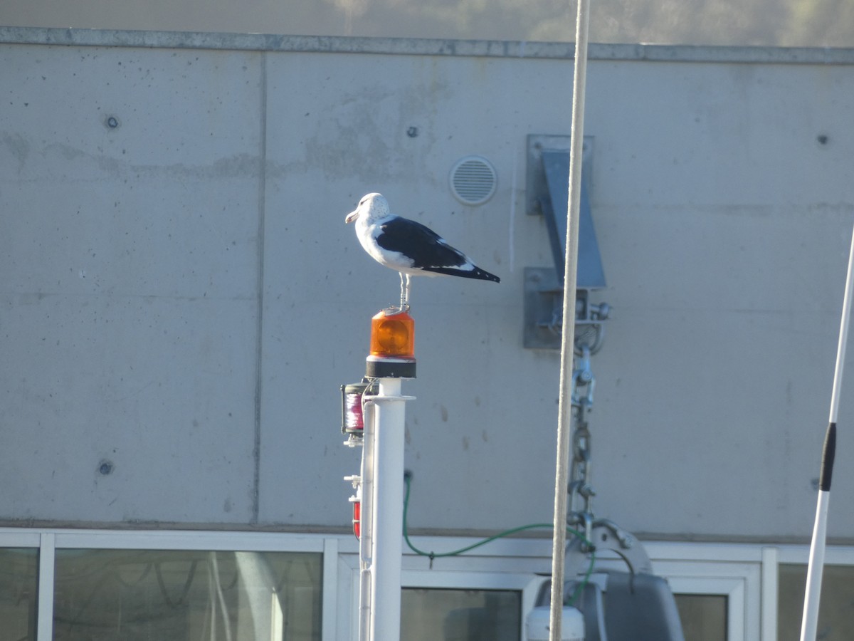 Kelp Gull - ML646891583