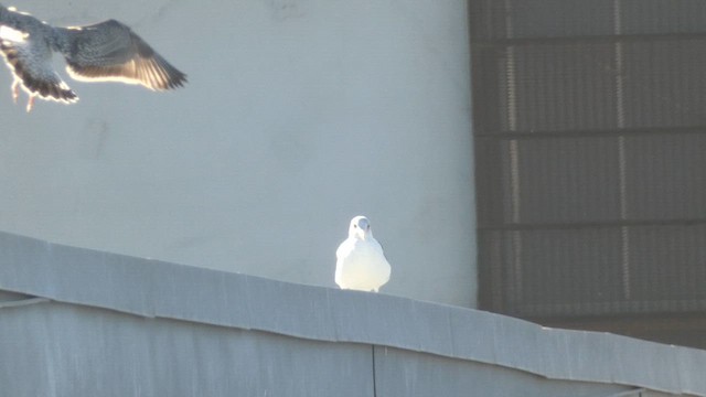 Мартин домініканський - ML646891597