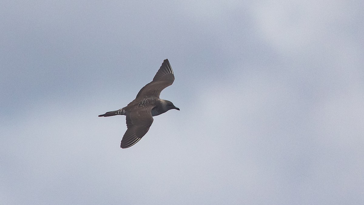 Long-tailed Jaeger - ML646891608
