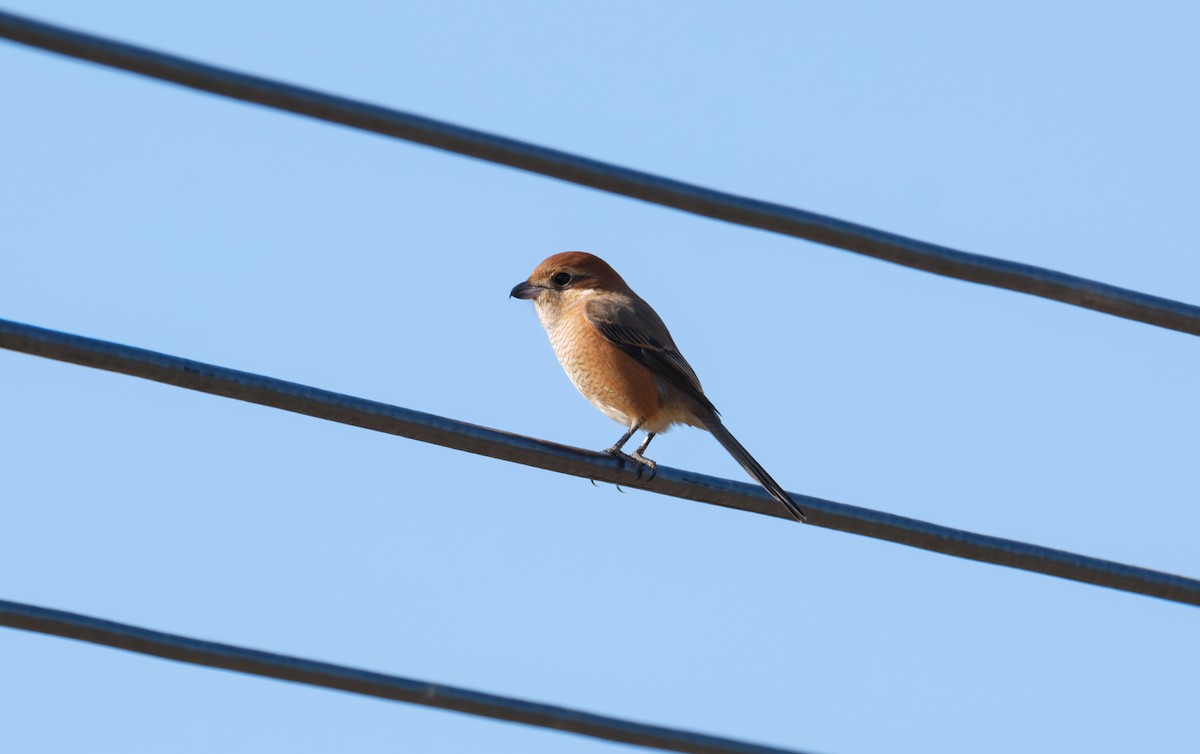Bull-headed Shrike - ML646891611