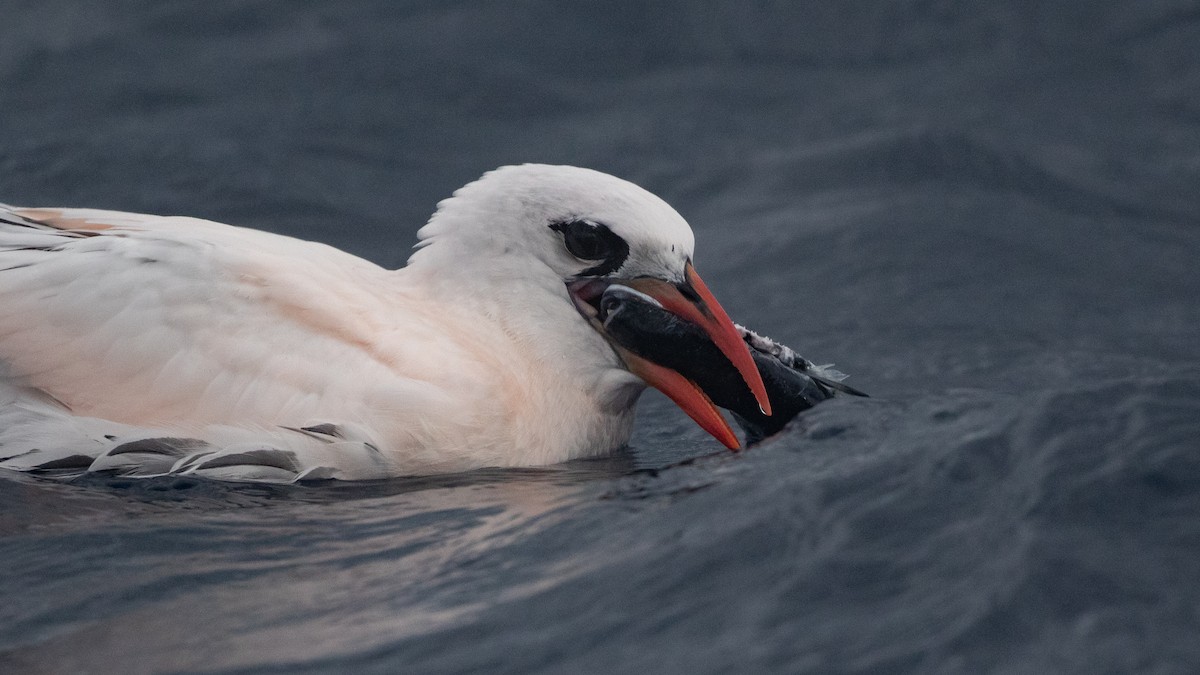 Red-tailed Tropicbird - ML646891612