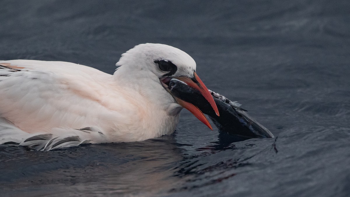 Red-tailed Tropicbird - ML646891613