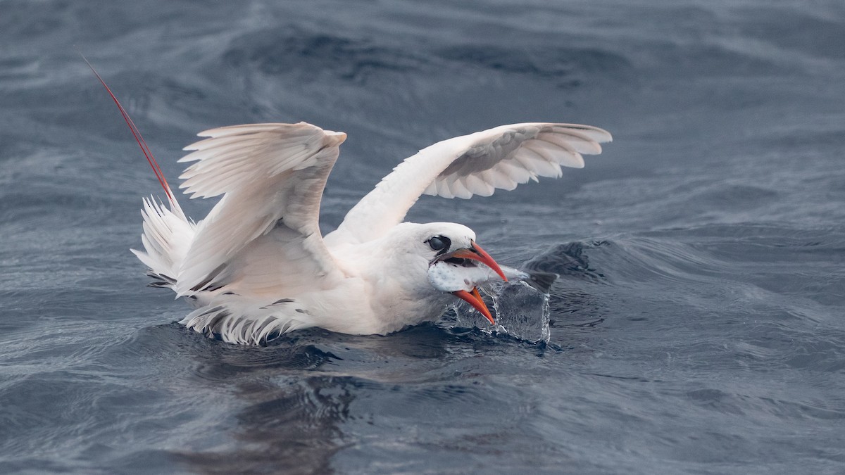 Red-tailed Tropicbird - ML646891614