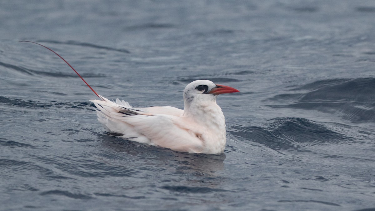 Red-tailed Tropicbird - ML646891615