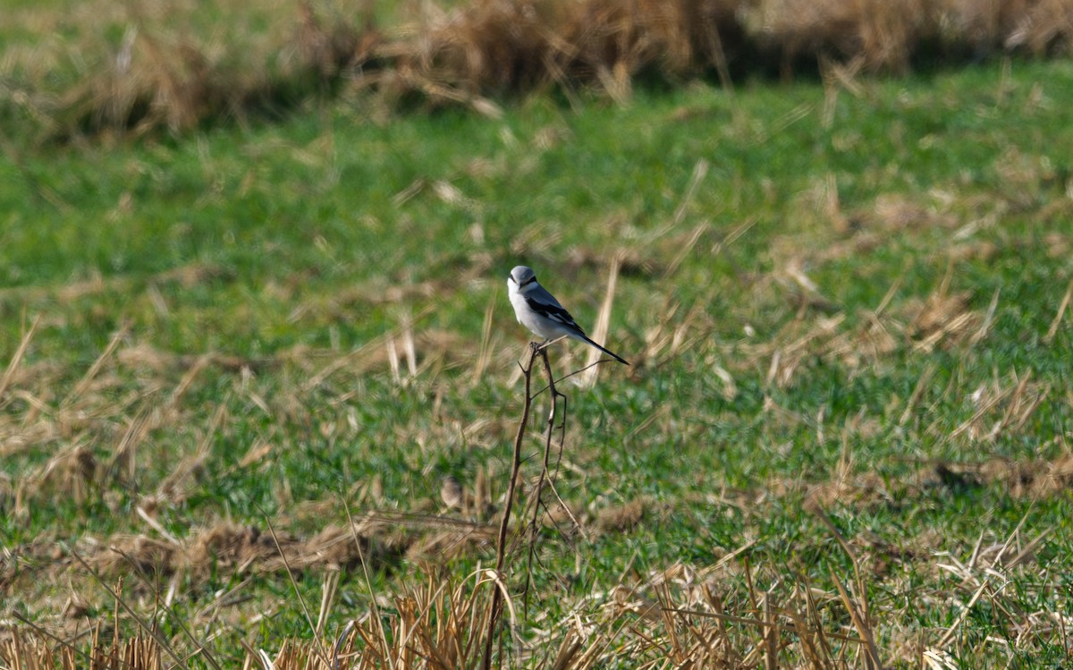 Chinese Gray Shrike - ML646891617