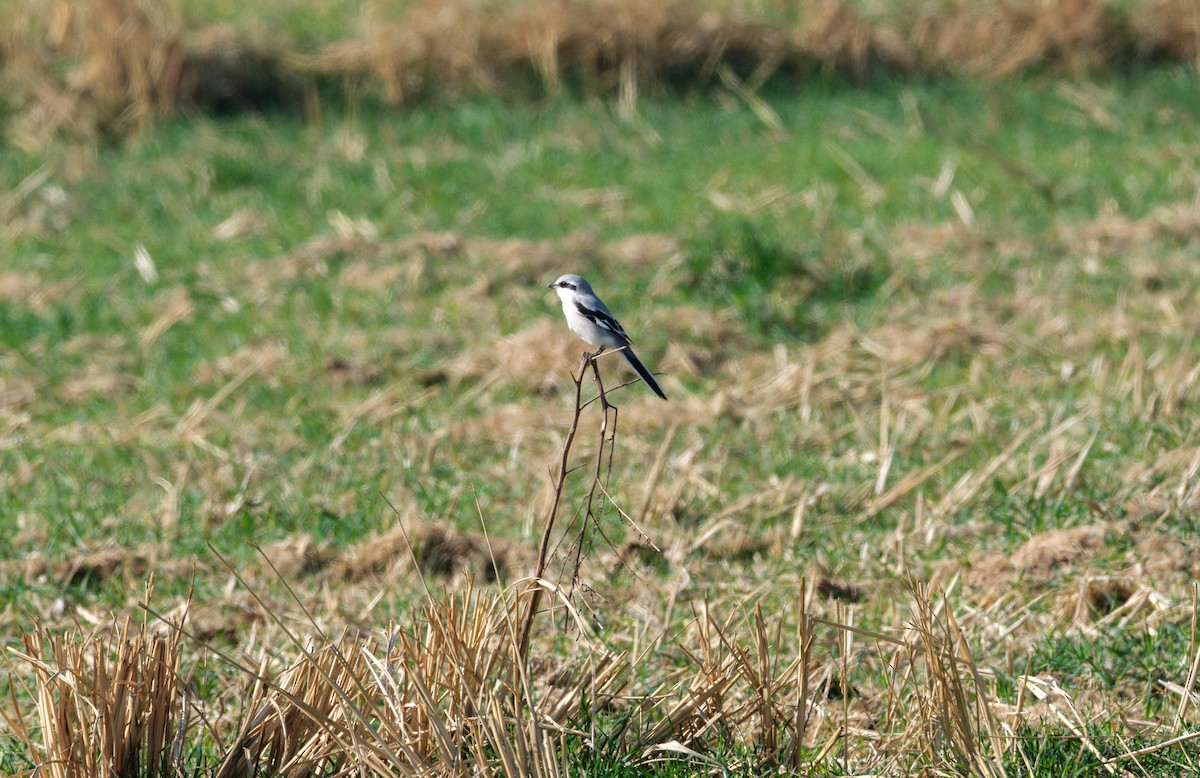 Chinese Gray Shrike - ML646891618