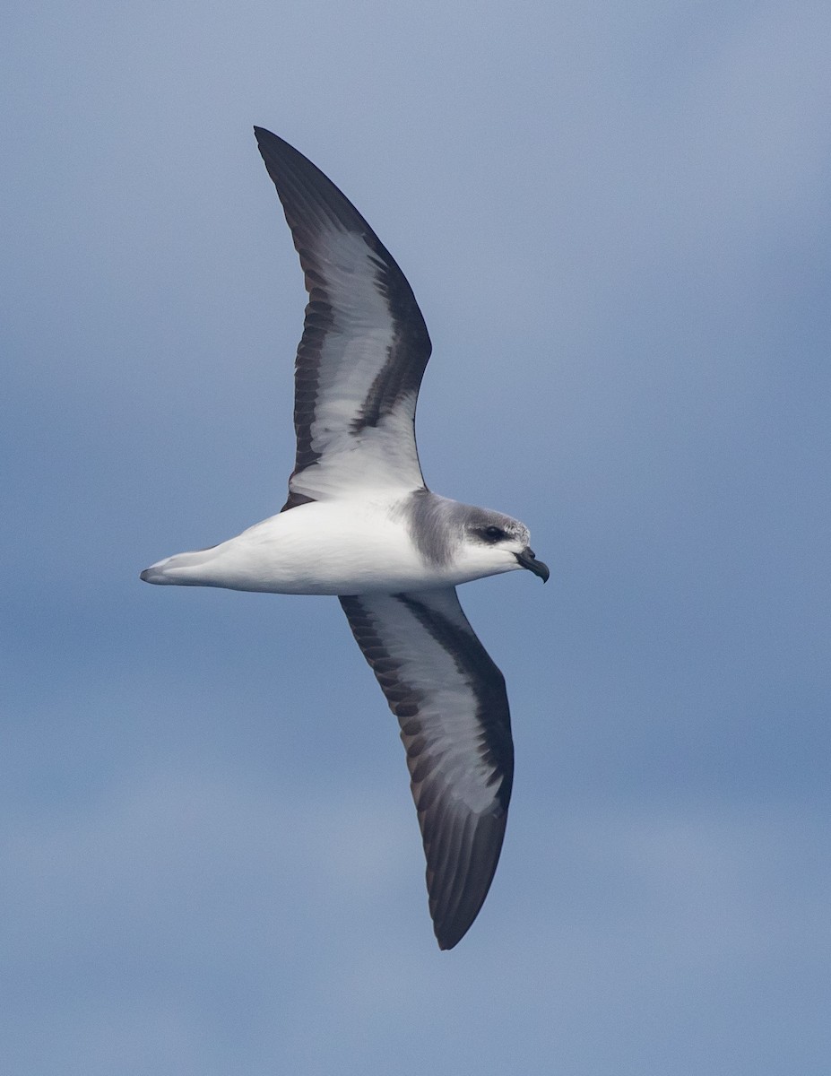 Black-winged Petrel - ML646891619