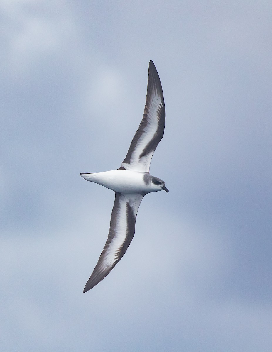Black-winged Petrel - ML646891620