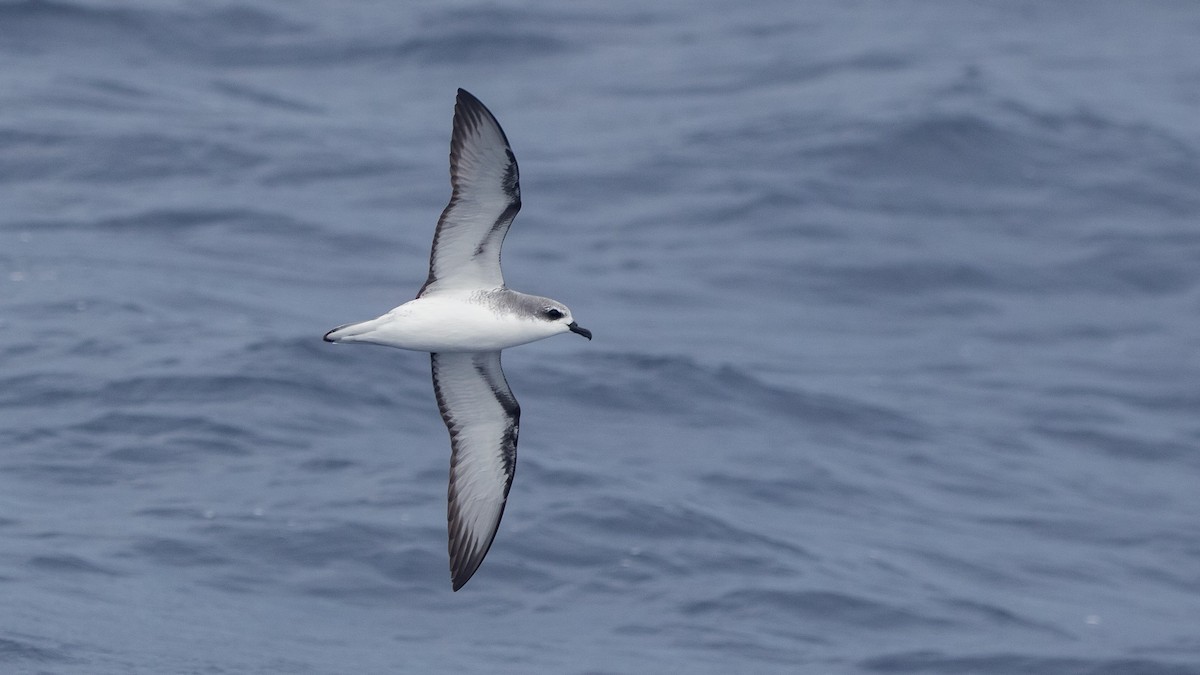 Cook's Petrel - ML646891621