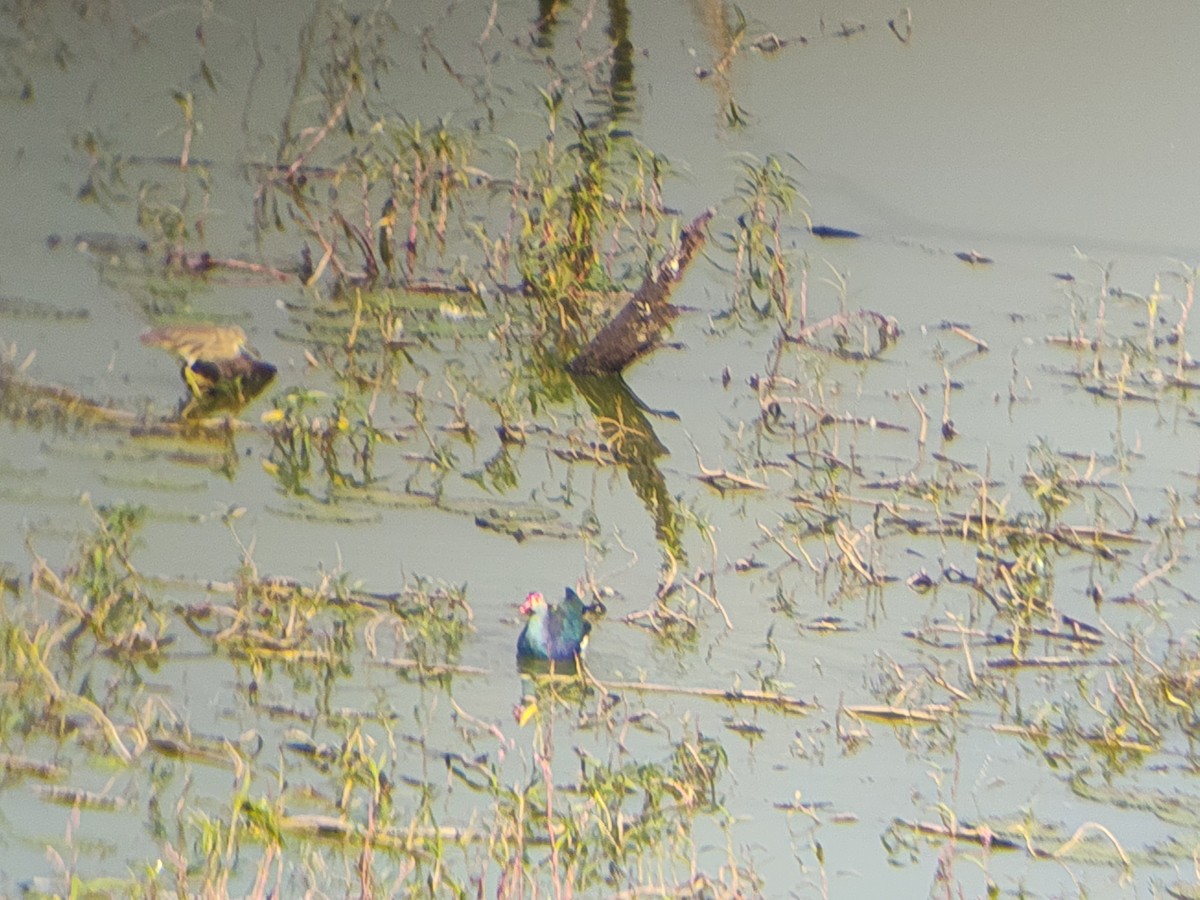 Gray-headed Swamphen - ML646891622