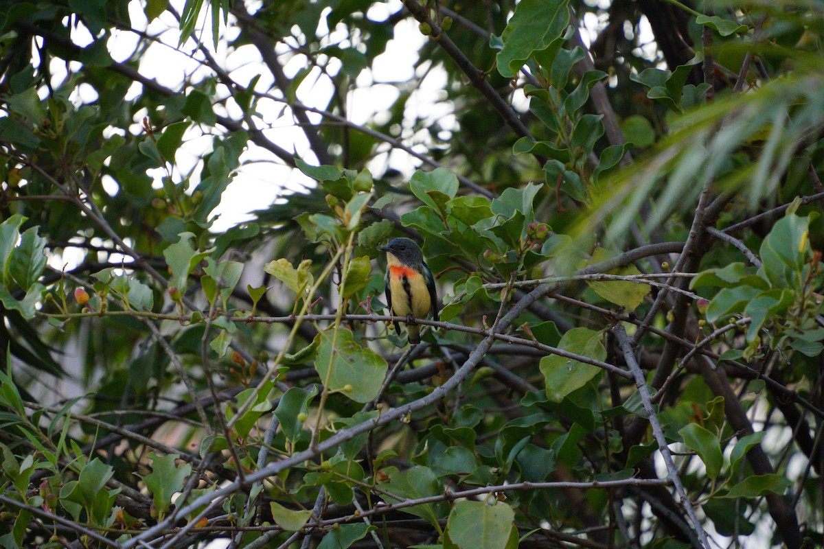 juvelblomsterfugl - ML646891623