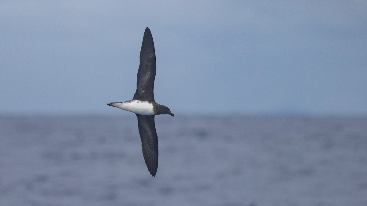 Tahiti Petrel - ML646891624