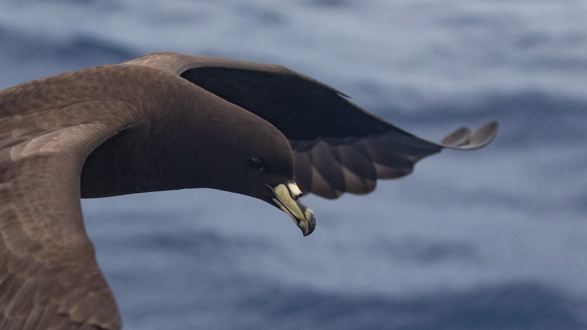 Parkinson's Petrel - ML646891627