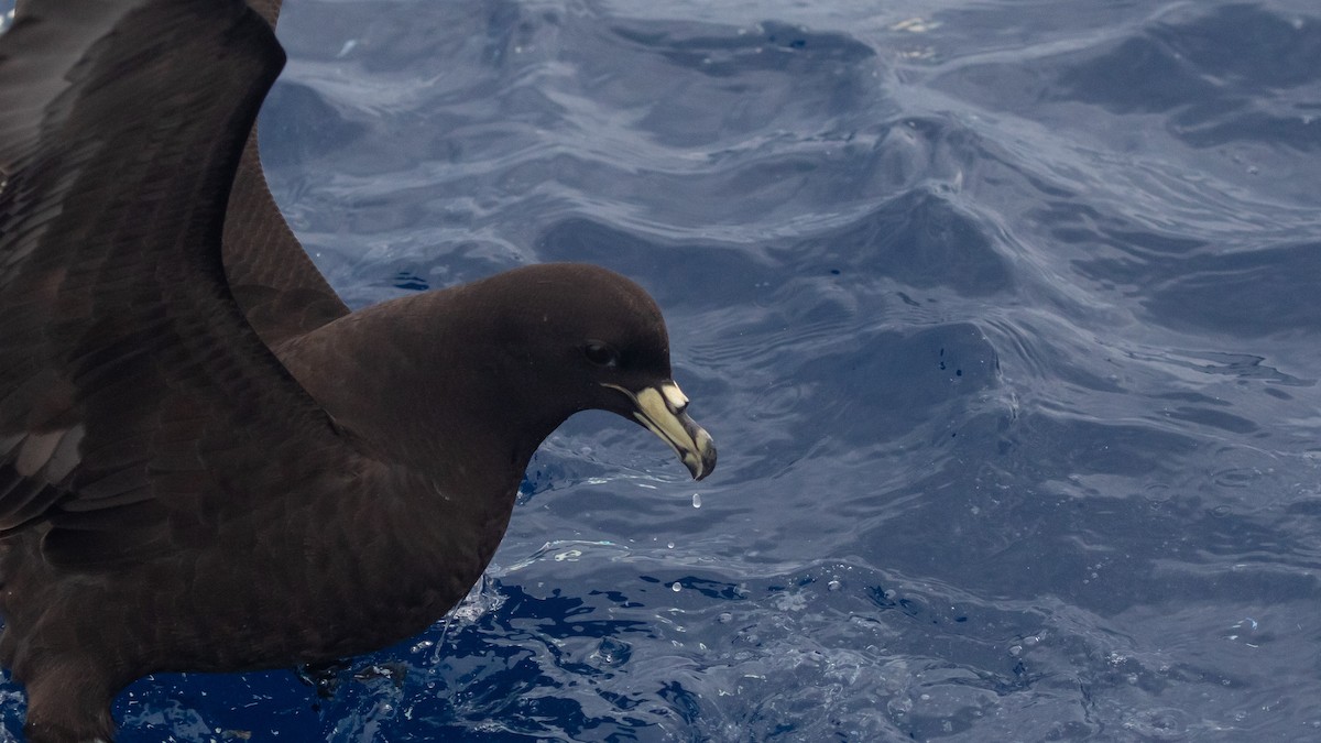 Parkinson's Petrel - ML646891628