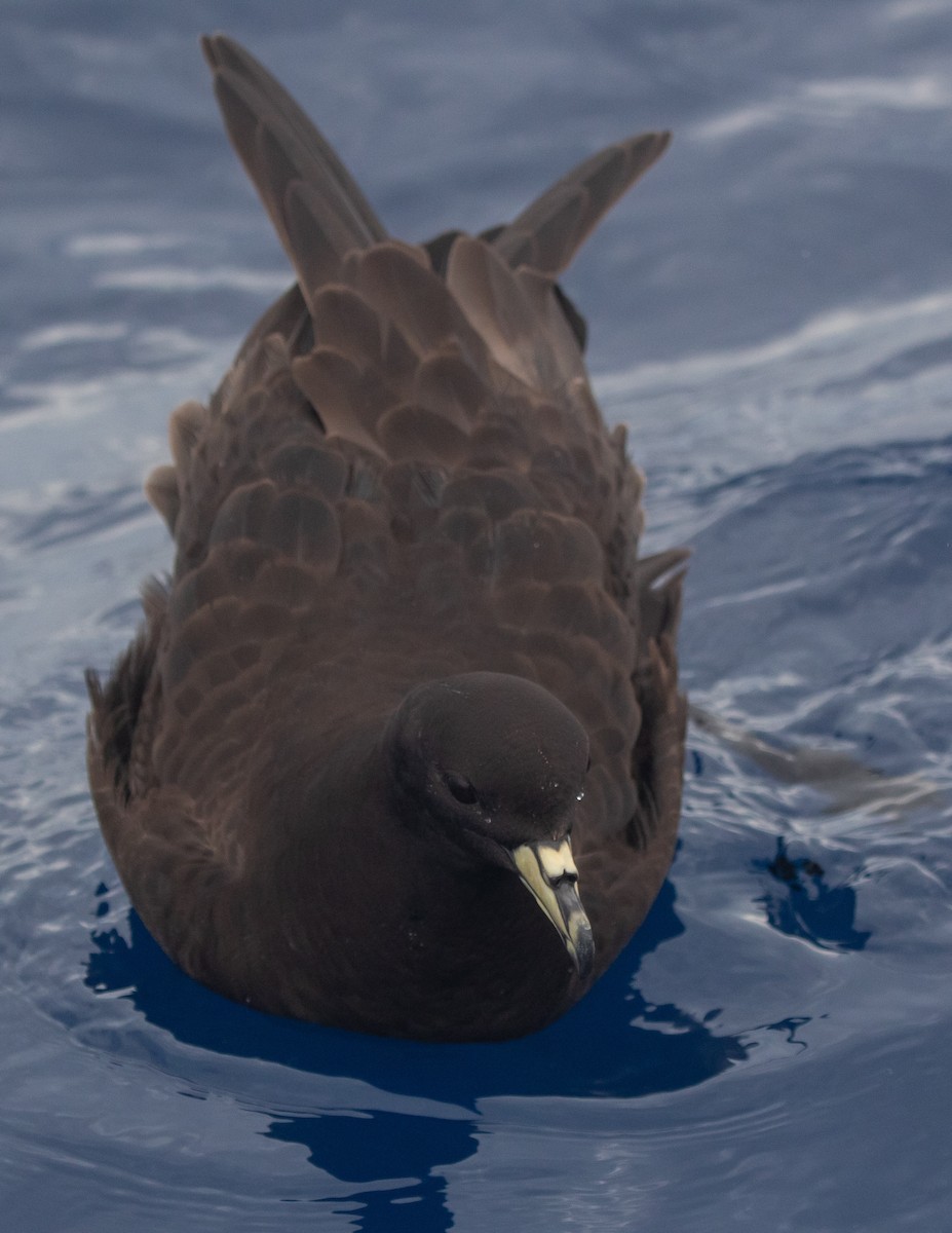 Parkinson's Petrel - ML646891629
