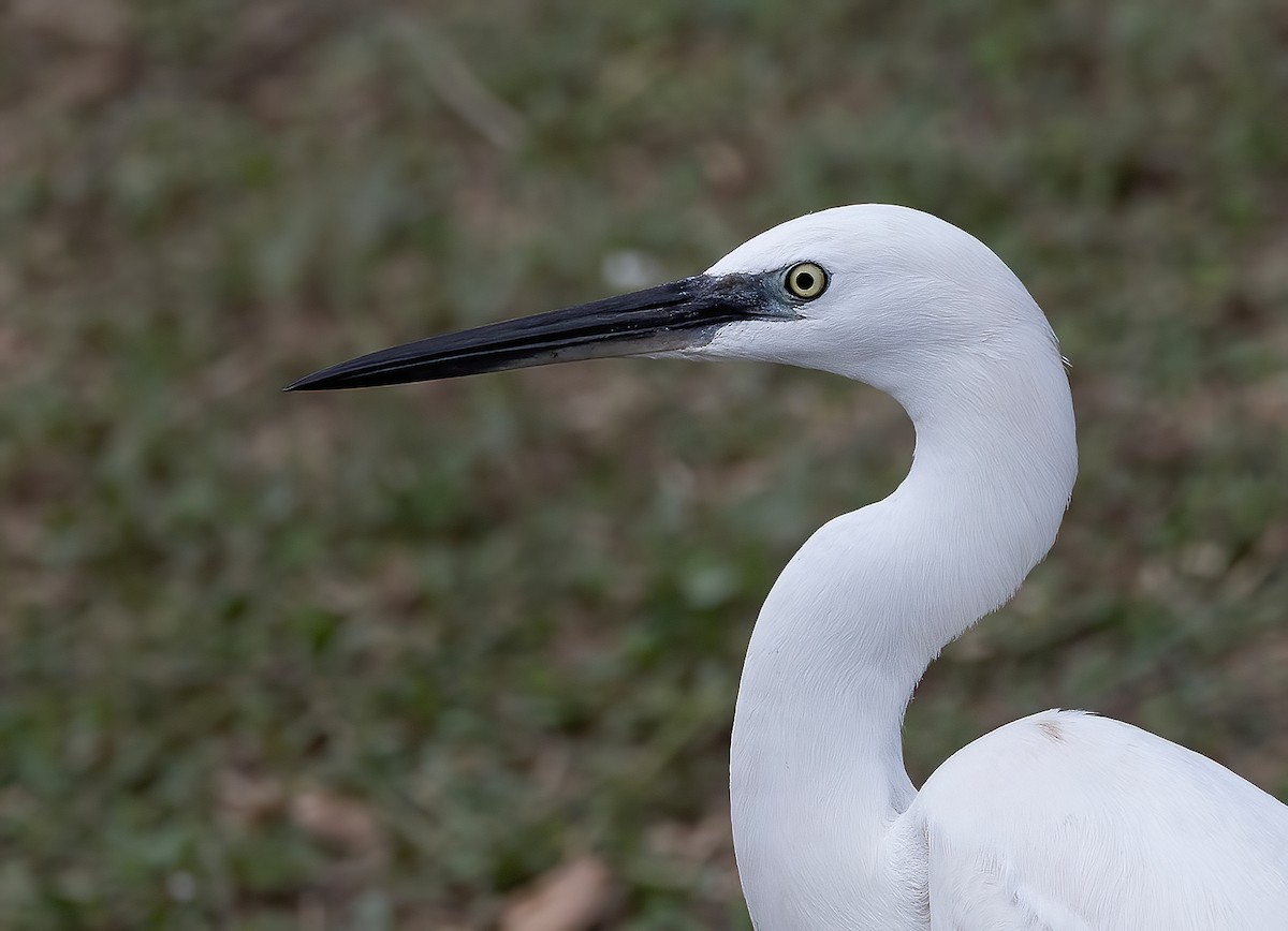 לבנית קטנה - ML646891630