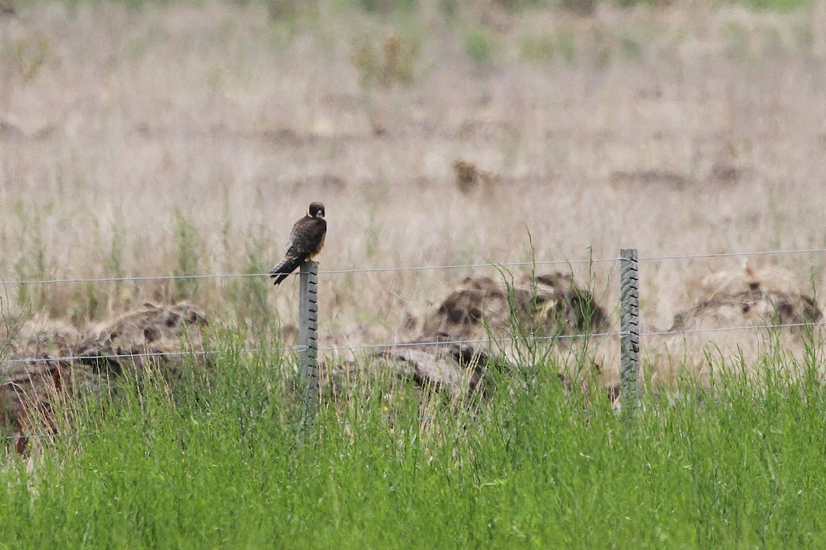 Австралийский чеглок - ML646891632