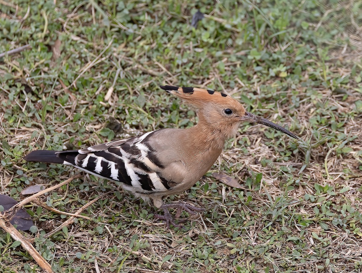 戴勝 - ML646891633