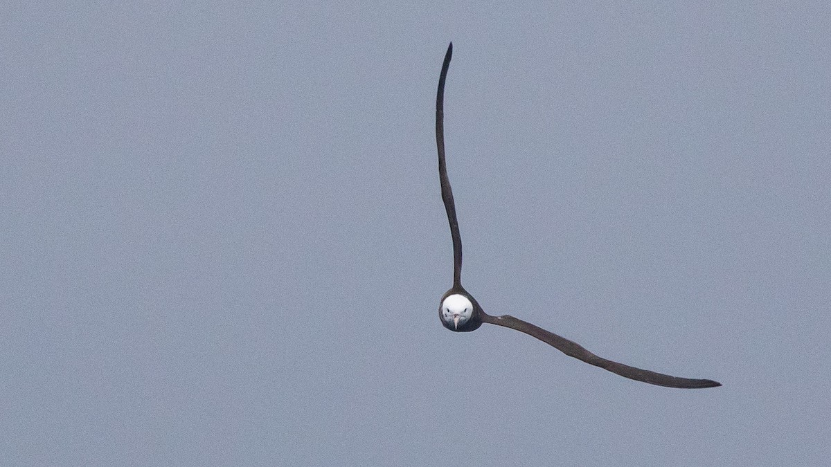 Wedge-tailed Shearwater - ML646891634