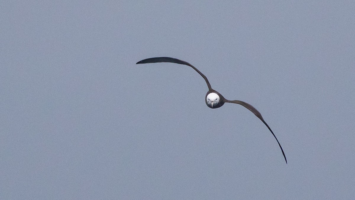 Wedge-tailed Shearwater - ML646891635