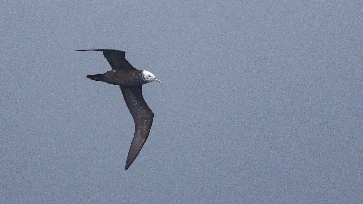 Wedge-tailed Shearwater - ML646891636