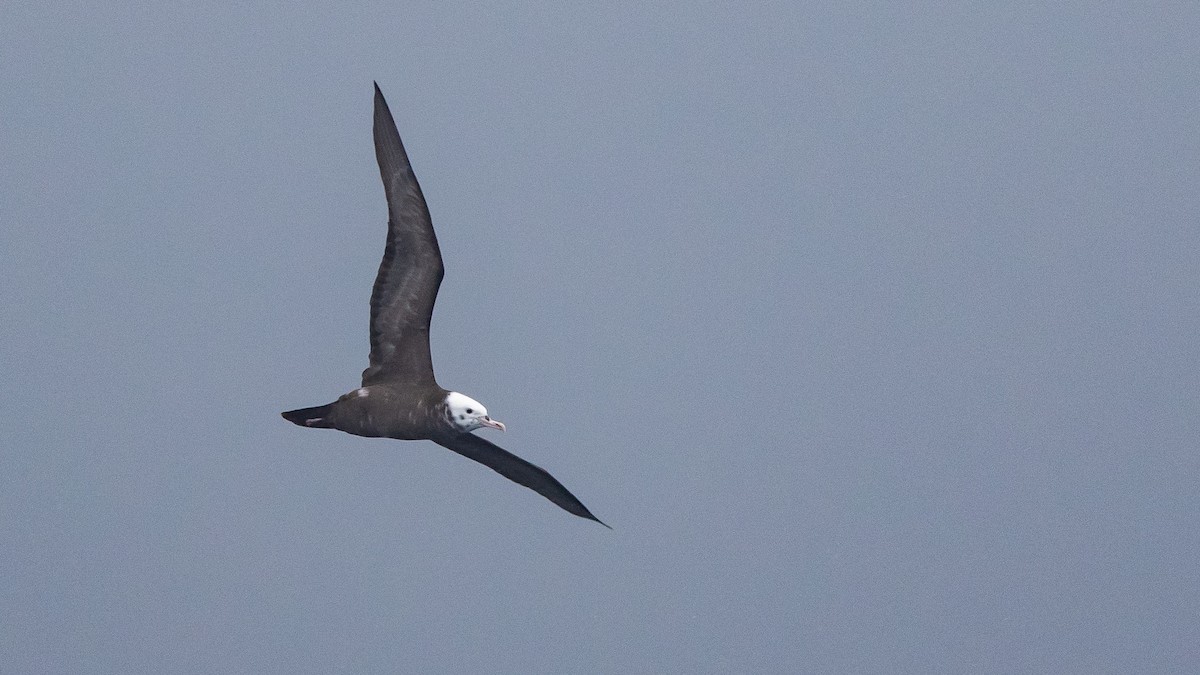 Wedge-tailed Shearwater - ML646891637