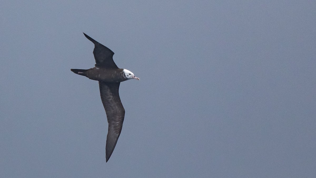 Wedge-tailed Shearwater - ML646891638