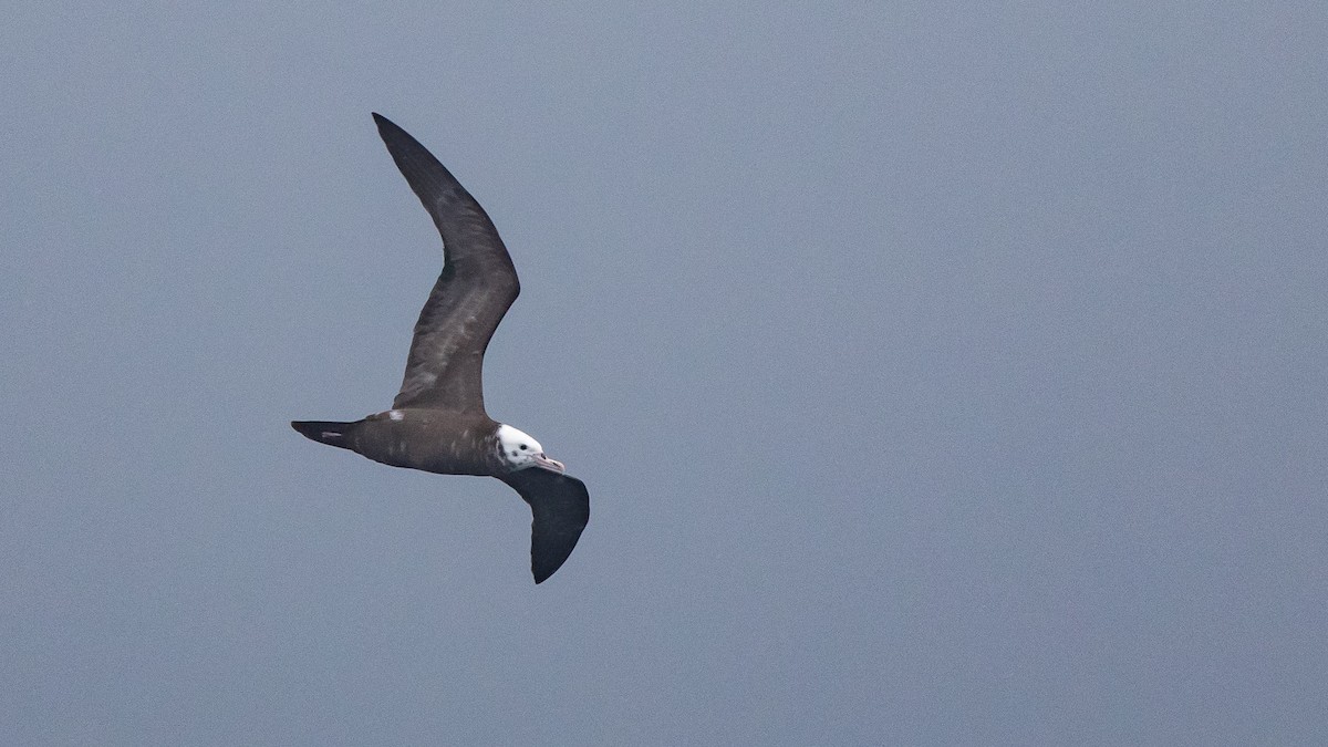 Wedge-tailed Shearwater - ML646891639