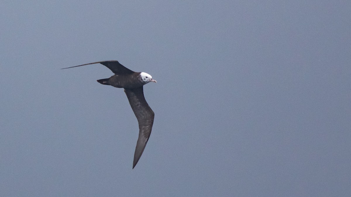 Wedge-tailed Shearwater - ML646891640