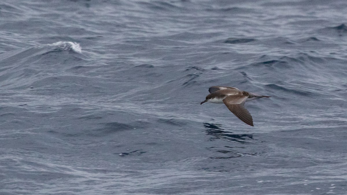 Buller's Shearwater - ML646891642