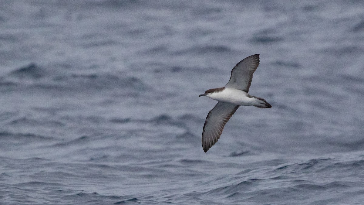 Buller's Shearwater - ML646891643