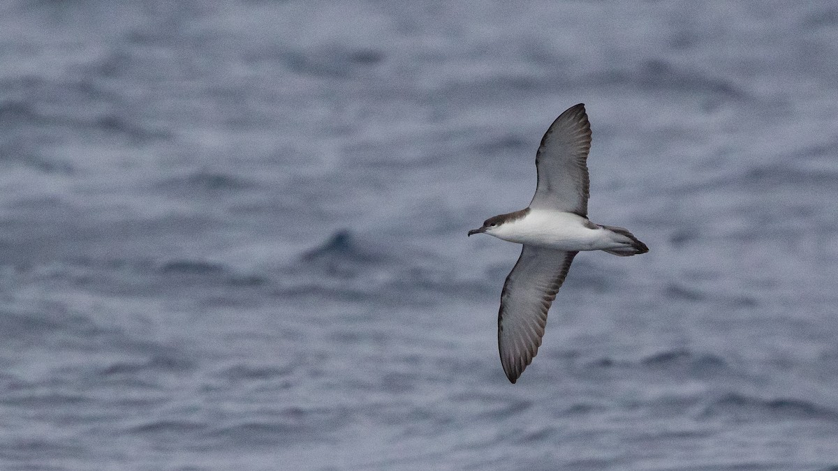 Buller's Shearwater - ML646891644
