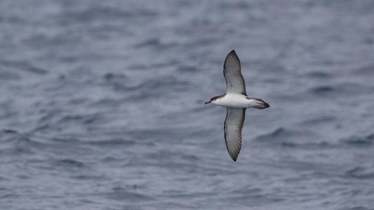 Buller's Shearwater - ML646891645