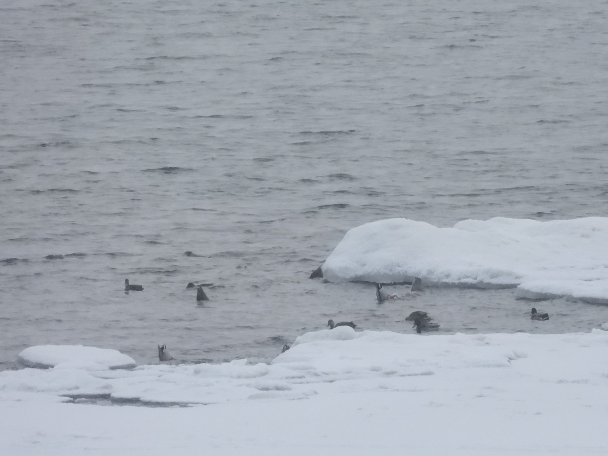 Крижень звичайний - ML646891646