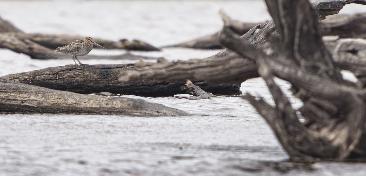 Latham's Snipe - ML646891648