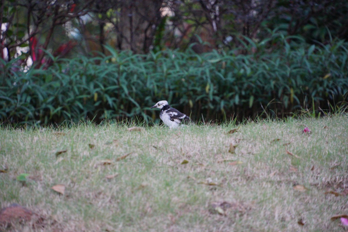 Black-collared Starling - ML646891649