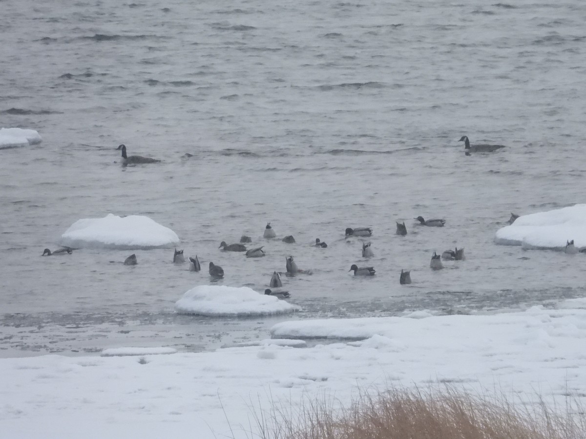 Крижень звичайний - ML646891650