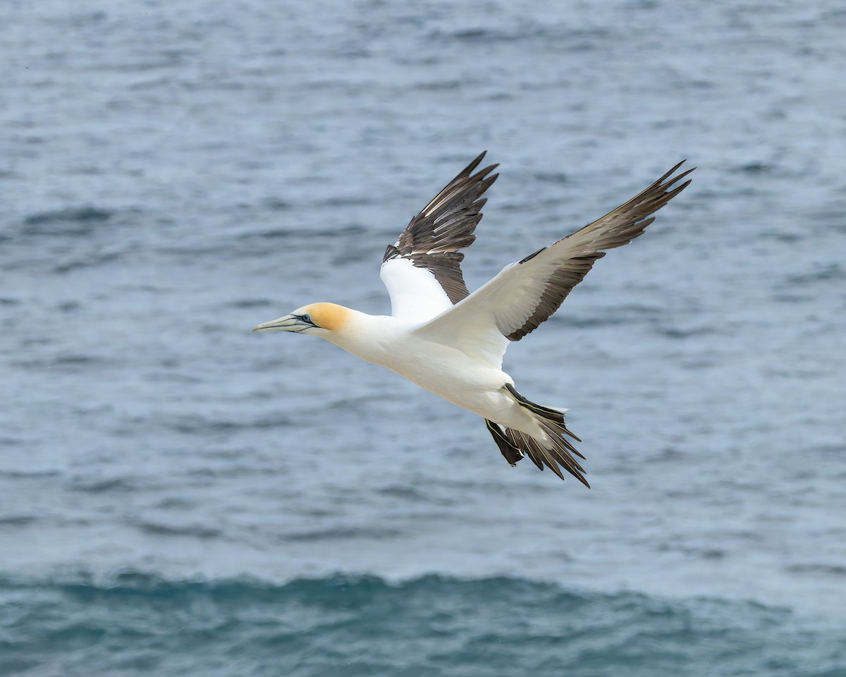 Australasian Gannet - ML646891651