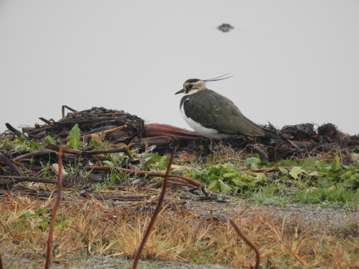 Northern Lapwing - ML646891652