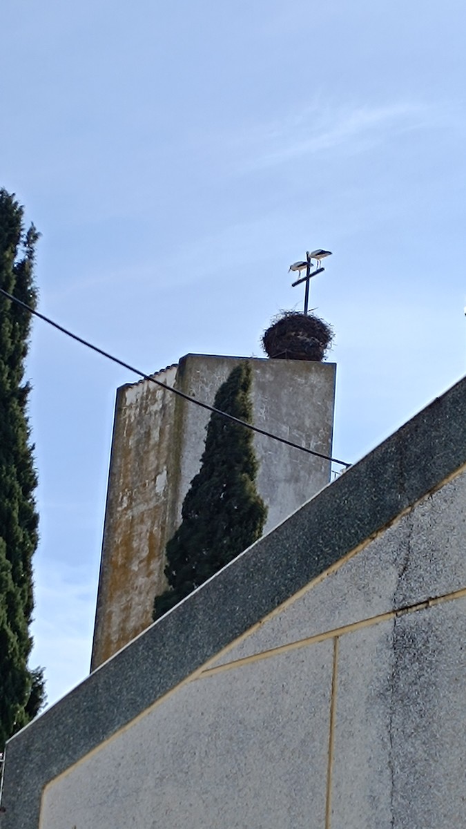 Zikoina zuria - ML646891653