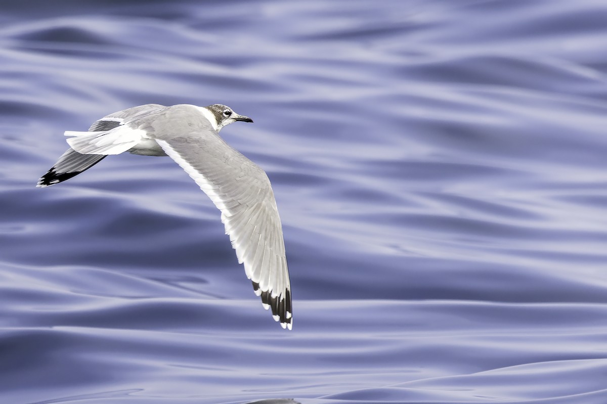 Franklin antxeta - ML646891654